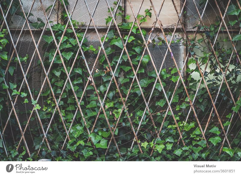 Grünes Efeugewächs klettert auf das Fenstergitter einer verlassenen alten Fabrik Aufstieg bewachsen Gitter Pflanze grün gealtert verwittert Raster Glas Gebäude