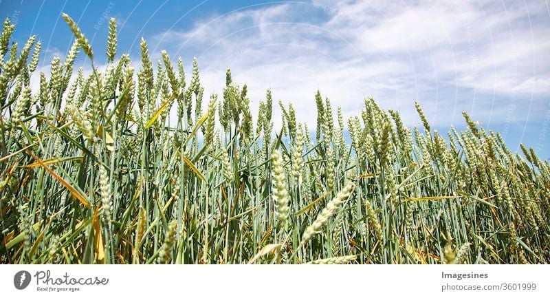 Weizenfeld gegen blaue Wolken - Himmel. Anbau von Getreide - Weizen. Konzept der Landwirtschaft landwirtschaftliches Feld Hintergründe Gerste