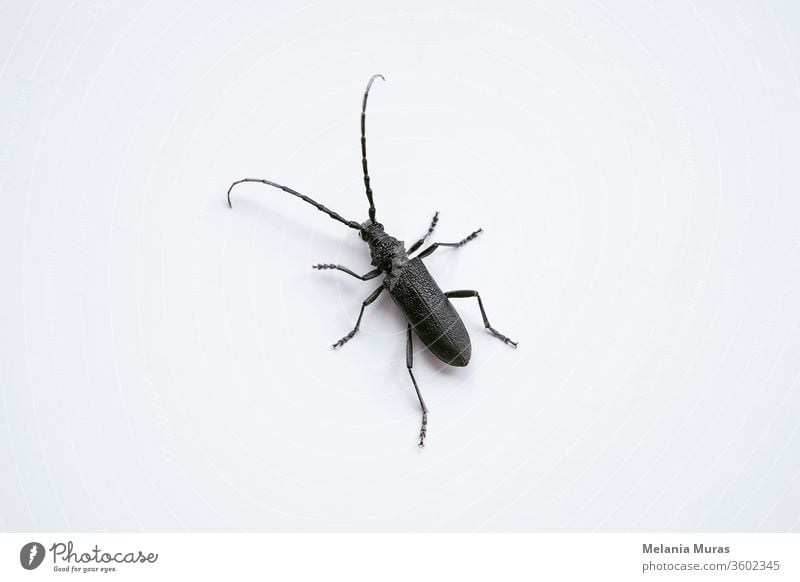 Bockkäfer auf weißem Hintergrund. Makrofotografie eines schwarzen Insekts mit langen Fühlern Saperda inornata. Tier Antennen Käfer Bohrer braun Wanze schließen