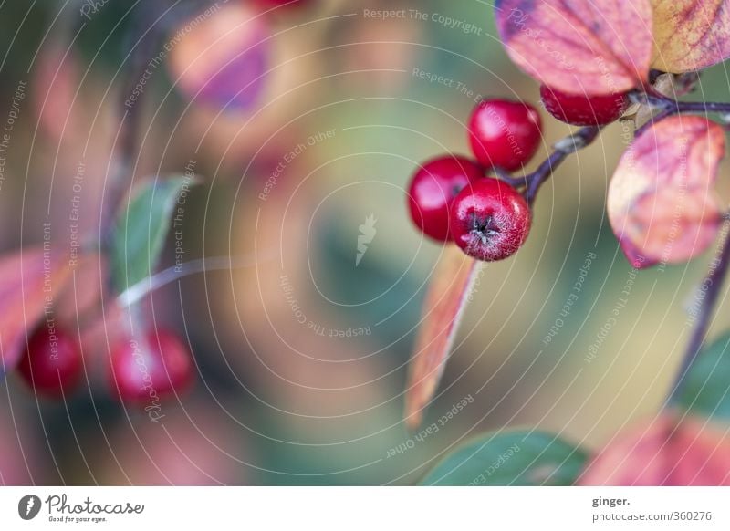 Farbenprächtige Erinnerungen Umwelt Natur Pflanze Herbst Wetter Sträucher Blatt glänzend rund saftig trocken grün rot Beeren Zweig Unschärfe Stern (Symbol)