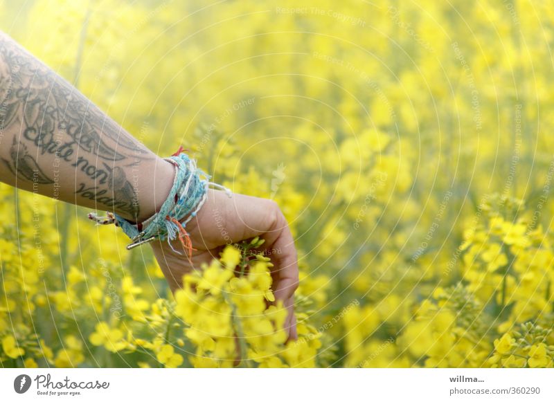 Natur fühlen. Hand im Rapsfeld. Jugendliche Arme Frühling Sommer Nutzpflanze Blühend gelb Erfahrung erleben Lebensfreude Armband Tattoo berühren