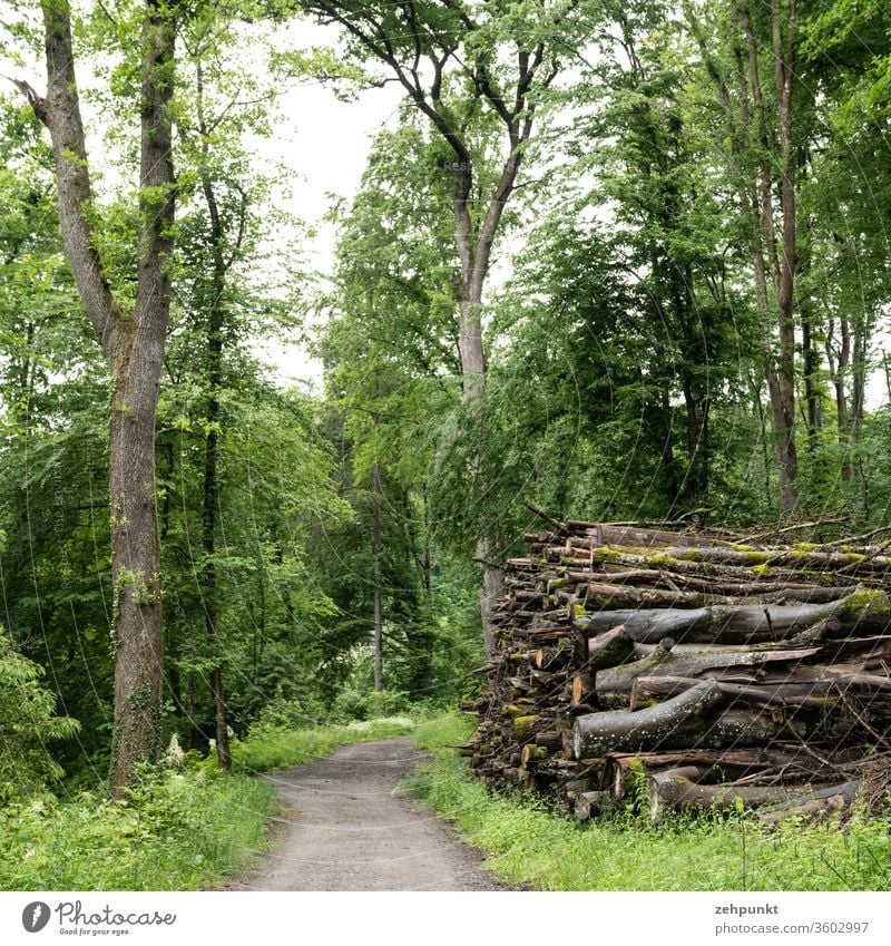 Ein Waldweg, auf der einen Seite flankiert von einem Baum auf der anderen von einem Stapel gefällter Bäume Holzstapel gefällte bäume gefällter baum Weg ins Bild