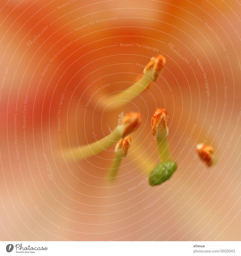 Makroaufnahme der Staubblätter einer orange-roten Azalee-Blüte mit schwacher Tiefenschärfe Azalie Staubblatt Staubbeutel Azaleenblüte Gartenazalee Stempel