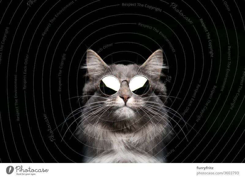 coole maine coon katze mit runder sonnenbrille Katze Haustiere Rassekatze Studioaufnahme schwarzer Hintergrund Textfreiraum ausschneiden schön niedlich