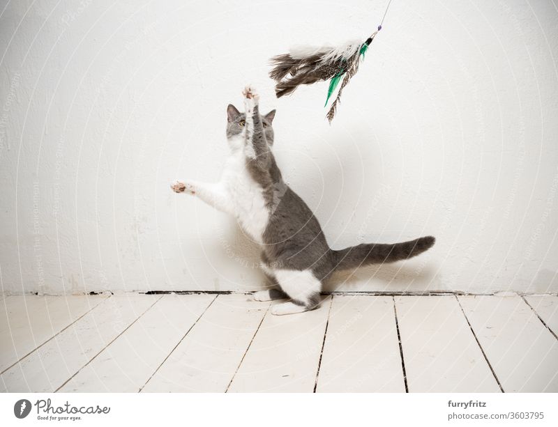 junge verspielte britisch Kurzhaar katze spielt mit Federspielzeug vor einer weißen Wand Katze Haustiere Rassekatze britische Kurzhaarkatze fluffig Fell
