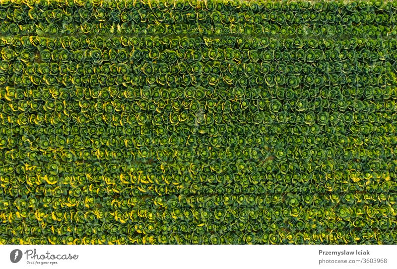 Sonnenuntergang über einem Kohlfeld - Luftaufnahme von oben Kohlgewächse Feld grün Natur Ackerbau Bauernhof Pflanze Landschaft Lebensmittel organisch Wachstum