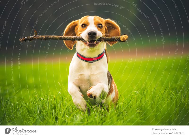 Beagle-Hund mit einem Stock auf einer grünen Wiese rennt im Frühling auf die Kamera zu. laufen springen Haustiere Gehorsam in Richtung Spaß kleben Feld Glück