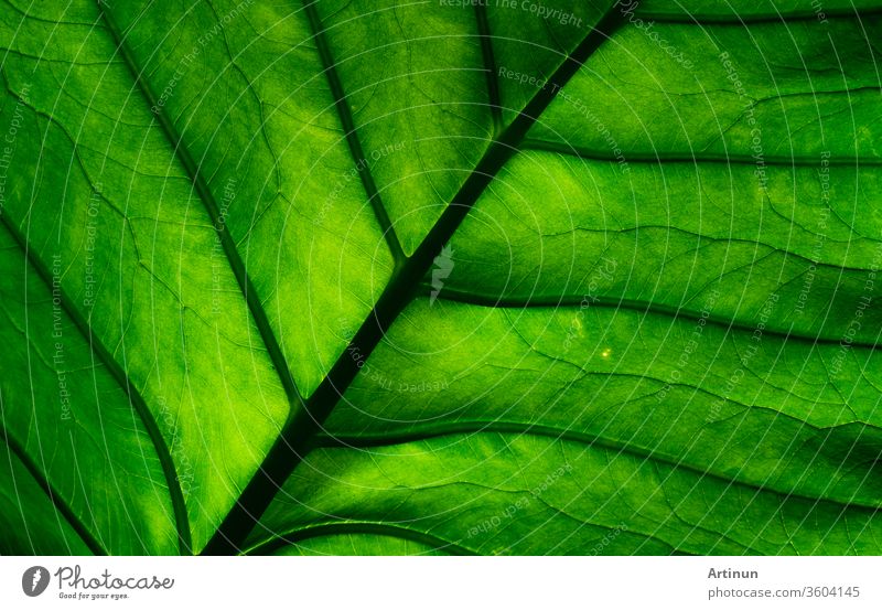 Makroaufnahme Detail des grünen Blattes. Natürlicher Hintergrund mit grüner Blatttextur. Hintergrund für Bio-Produkte. abstrakt Kunst Schönheit botanisch