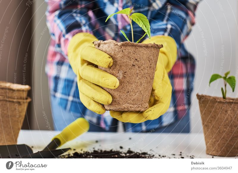 Frauenhände in gelben Handschuhen bei der Transplantation von Pflanzen. Konzept der Pflanzenpflege Pflege natürlich Natur wachsen Gartenarbeit Topf Blatt Boden