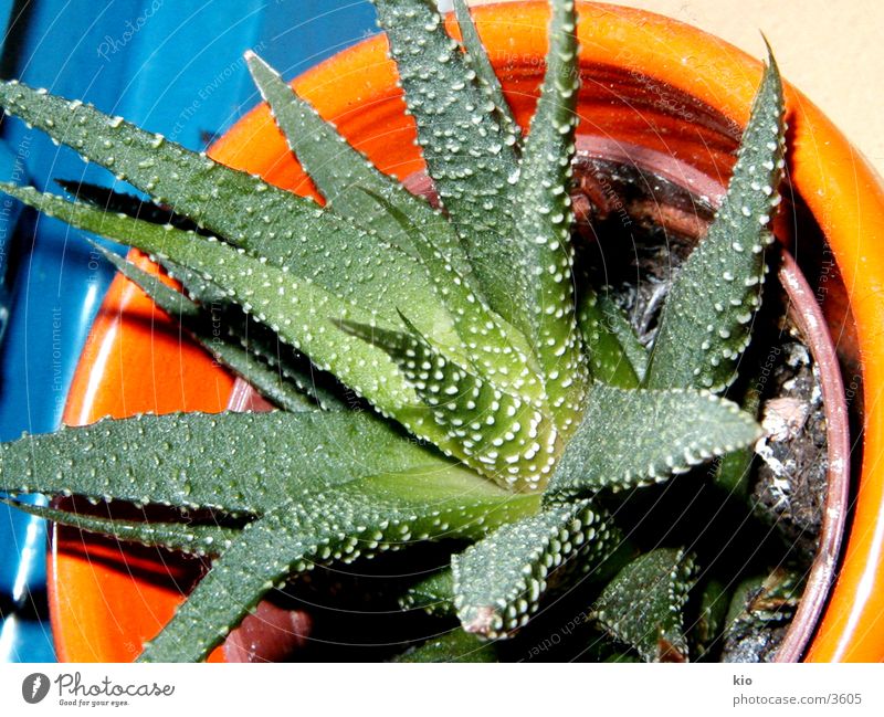 mein baby Kaktus Makroaufnahme Pflanze Natur