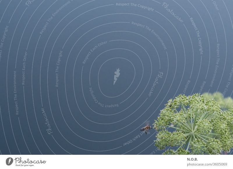 Blütenstände auf blau mit Biene grün bluten Pflanze Farbfoto Stimmung Außenaufnahme bereits Menschenleer Blühend Wachstum Umwelt natürlich ästhetisch Natur Duft
