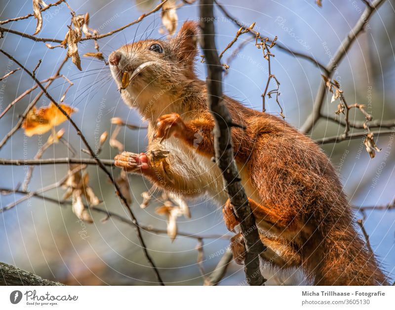 Kletterndes Eichhörnchen im Baum Sciurus vulgaris Tiergesicht Kopf Nase Augen Ohren Pfoten Krallen Fell Wildtier Natur fressen knabbern Sonnenlicht