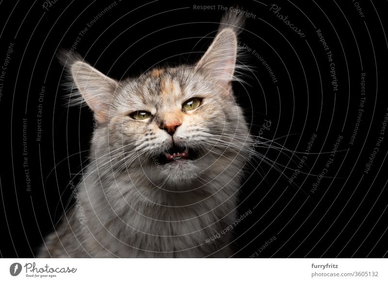 Tabby Maine Coon Katze miaut mit offenem Maul und schaut in die Kamera Haustiere Rassekatze maine coon katze Studioaufnahme schwarzer Hintergrund Textfreiraum
