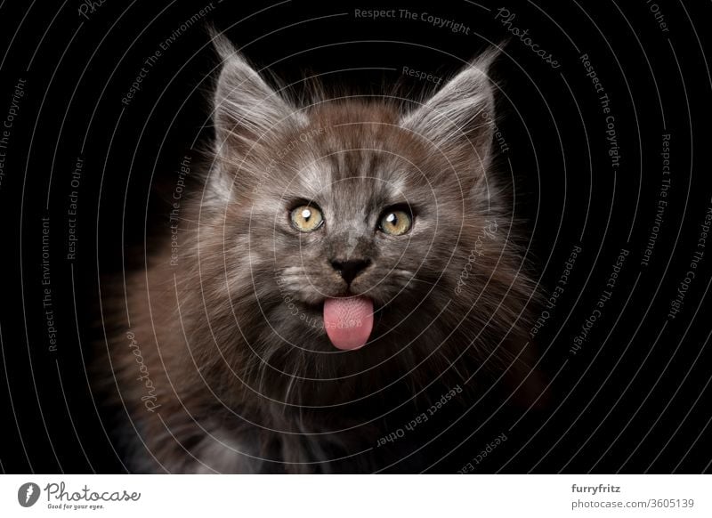 freches junges Maine Coon Kätzchen streckt die Zunge heraus Katze Haustiere Rassekatze maine coon katze Studioaufnahme schwarzer Hintergrund Textfreiraum