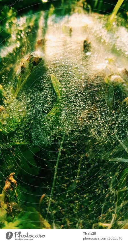 nasse Spinnennetz-Wassertropfen Regentau auf grünem Grashintergrund Netz Tau Natur Pflanze Hintergrund Regentropfen Blatt Makro Garten Kondenswasser Tropfen