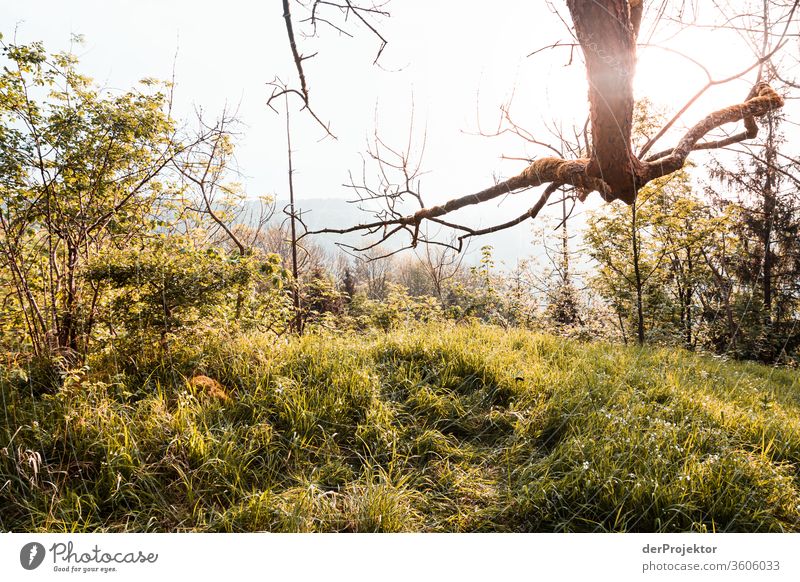 Morgens auf einer Lichtung im Harz Sachsen-Anhalt Abenteuer Tourismus Ausflug Freiheit Klimawandel Sightseeing Gebirge Berge u. Gebirge wandern Umwelt Natur