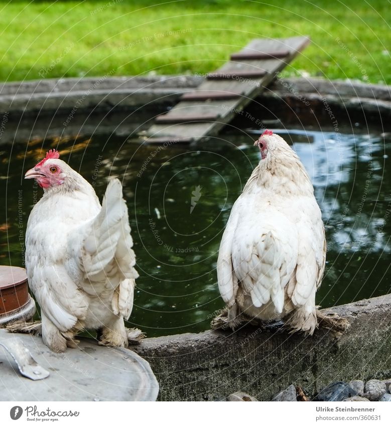 AST 6 Inntal / Frühstückseierquelle Natur Tier Frühling Gras Garten Haustier Nutztier Flügel Haushuhn 2 beobachten hocken stehen warten Gesundheit Glück