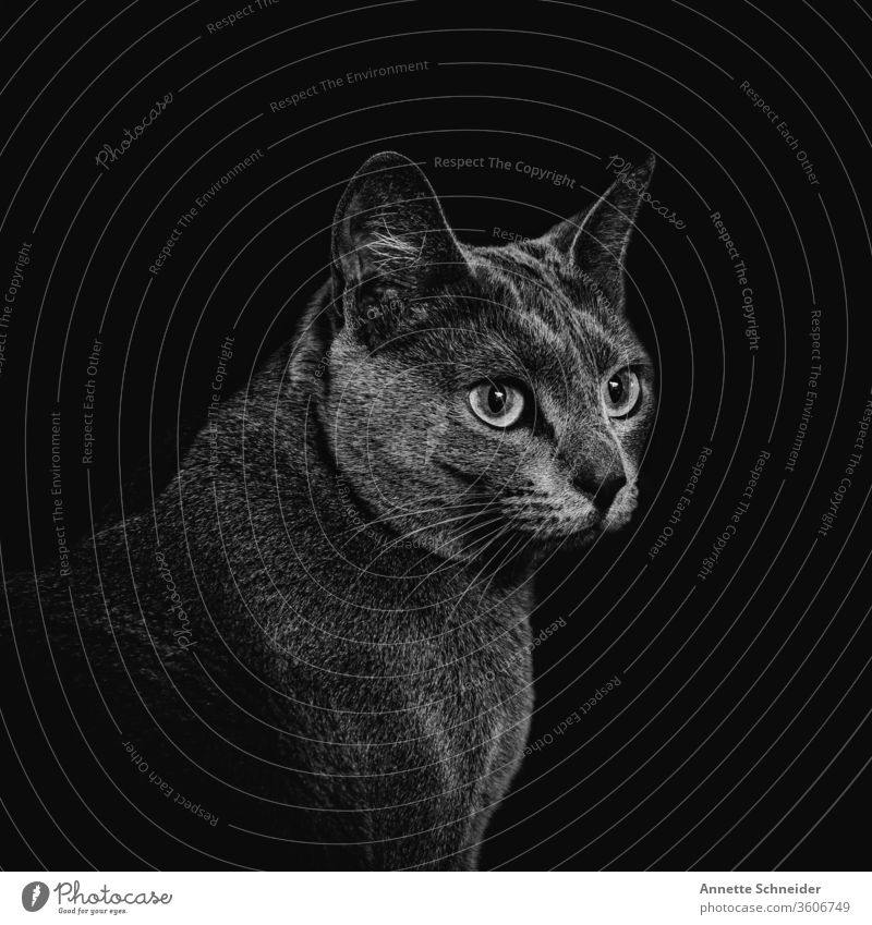Katze Portrait Blick in die Kamera Tierporträt Hintergrund neutral Innenaufnahme Schwarzweißfoto Zufriedenheit Haustier elegant ästhetisch