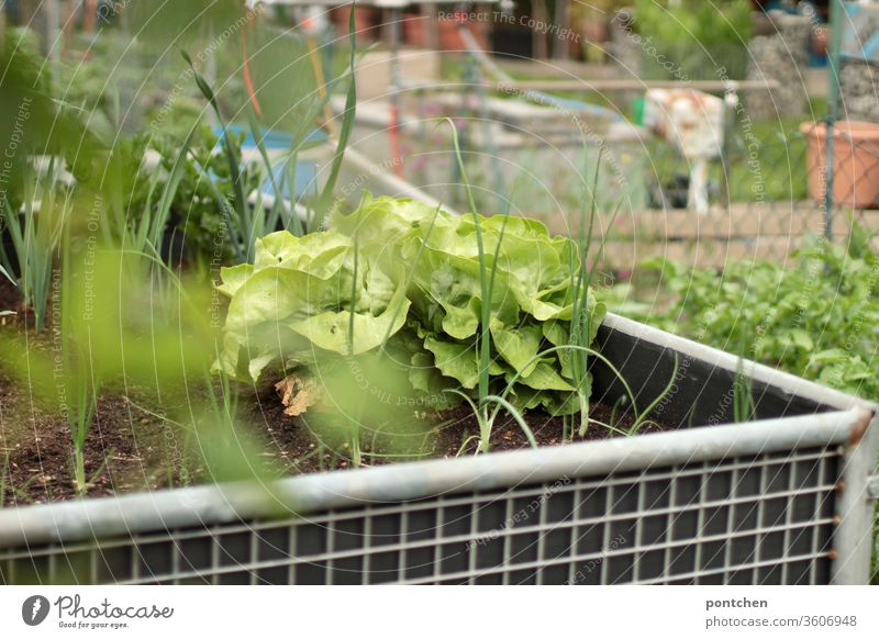 Ein Hochbeet mit Salat und Kräutern in einem Schrebergarten. Selbstversorger. salat kräuter schrebergarten anpflanzen gartenarbeit grün Natur selbstversorger