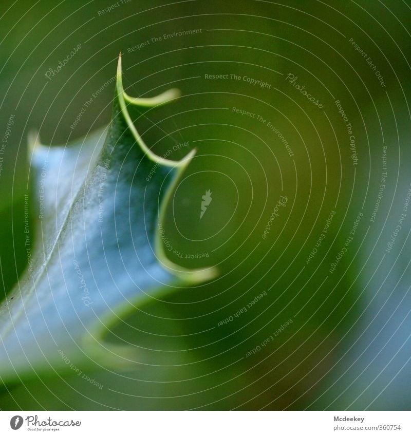 grünlich spitz gewachsen Umwelt Natur Landschaft Pflanze Sommer Schönes Wetter Baum Blatt Grünpflanze Park Wald bedrohlich eckig natürlich Spitze stachelig blau