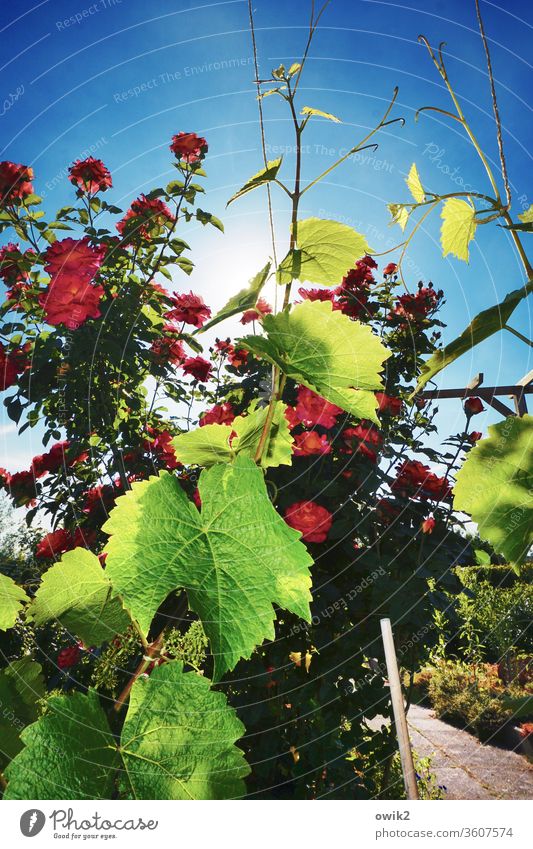 Bunt ist die Welt Umwelt Natur Pflanze Himmel Schönes Wetter Rose Wein Weinranken Blatt Garten leuchten hell Blühend Farbfoto Außenaufnahme Nahaufnahme