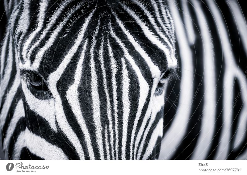 Detaillierte Schwarz-Weiß-Nahaufnahme eines Zebras schwarz weiß detailliert Afrikanisch Monochrom Tier wild Auge Fell streifen Tierwelt Pflanzenfresser Kopf