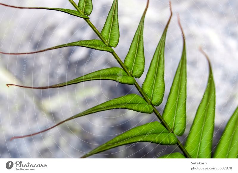 Farn-Blatt auf steinernem Hintergrund Wurmfarn Natur frisch Stein schön Pflanze natürlich Wald Botanik Felsen grün Leben