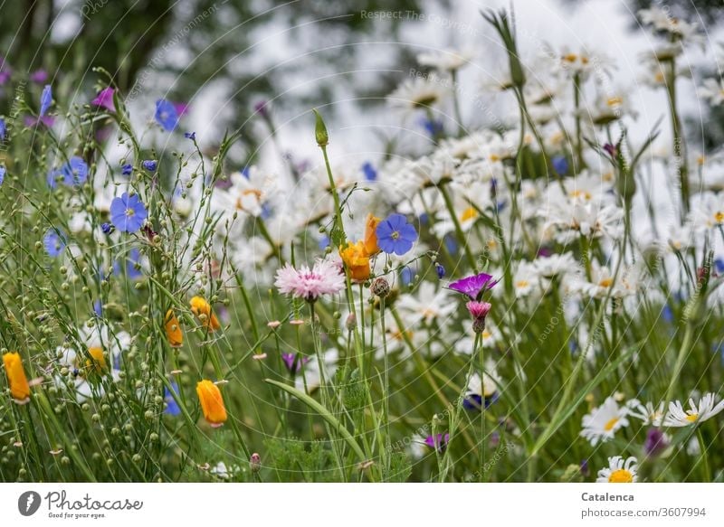 Eine Bunte Blumenwiese Ein Lizenzfreies Stock Foto Von Photocase