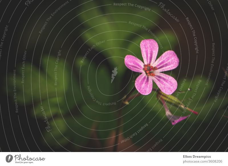 Blütchen im Bienenbeet blüte Blume Detailaufnahme rosa Natur