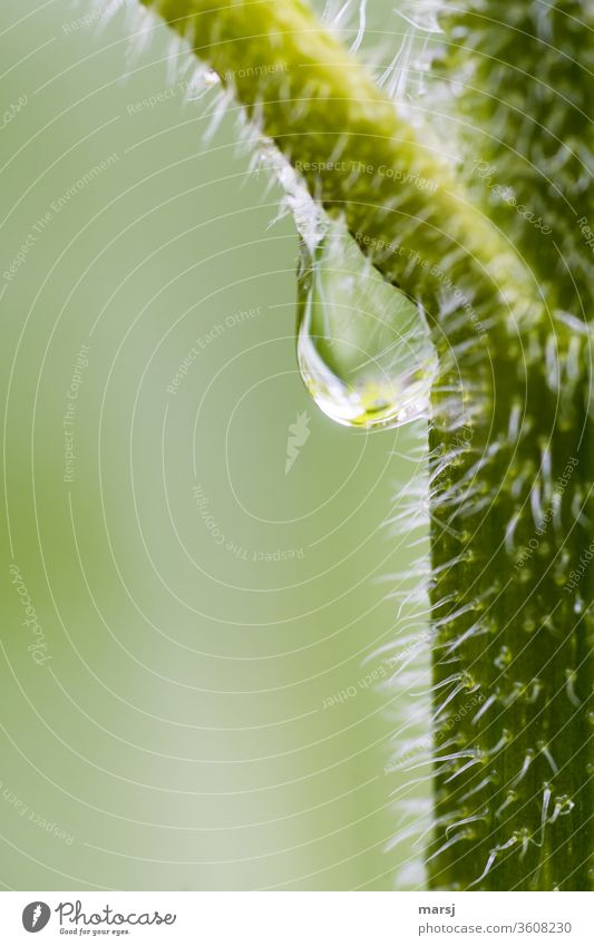 Achselschweiß der Kürbispflanze Wassertropfen Pflanzenteile haarig nass klar rein Klarheit Makroaufnahme grün Natur Tropfen frisch glänzend