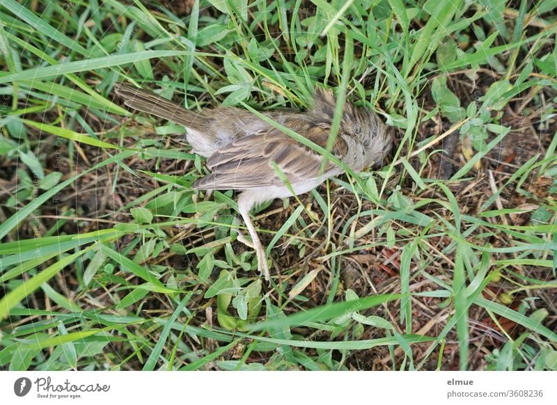 Draufsicht auf einen toten Sperling im Gras Spatz Wiese toter Vogel Opfer Beutetier Tod Nahaufnahme feder Ende Natur Traurigkeit Totes Tier Flügel Trauer