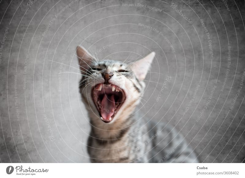 Katze gähnt mit offenem Mund und geschlossenen Augen gähnend Kätzchen Katzenbaby katzenhaft Haustier Tier Zähne Zunge müde lustig Porträt Schmusekatze heimisch