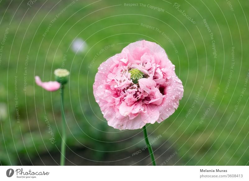 Rosa Mohnblume nach Regen im Garten. Blütenkopf mit Wassertropfen in voller Blüte, Nahaufnahme. schön Schönheit Blütezeit Überstrahlung Blühend botanisch
