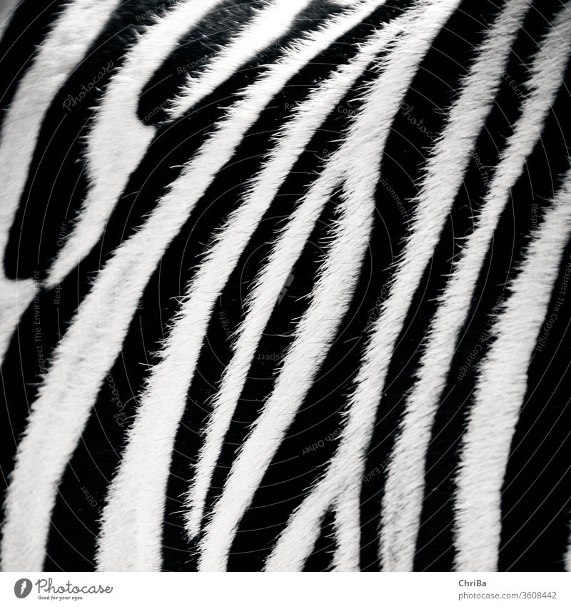Zebra ganz nah zebra Fell zebrafell rau schwarz schwarzweiß gestreift tier nahaufnahme weich muster natur Wildtier Zoo Außenaufnahme Säugetier Detailaufnahme