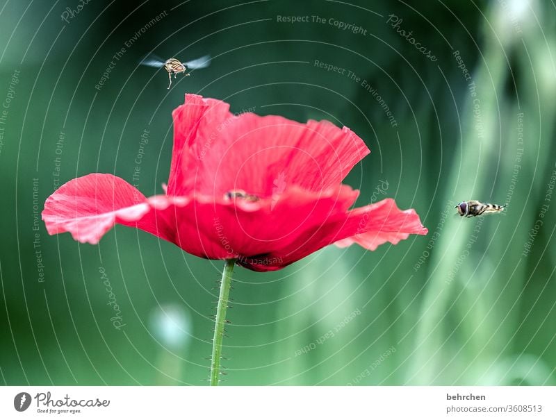 typischer mo(h)ntagsverkehr Nahaufnahme Wiese schön Nutzpflanze Licht Landschaft Blütenblatt Menschenleer Umwelt Wärme Wildpflanze Flügel fliegen Biene Hummel