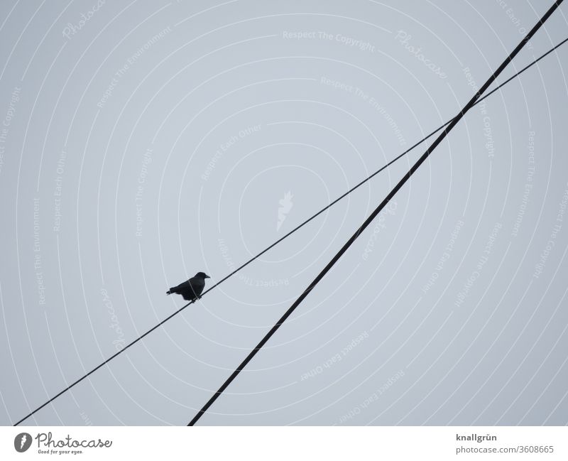 Eine Krähe sitzt hoch oben auf einem von zwei sich kreuzenden Drahtseilen Vogel Rabenvögel Himmel Tier fliegen Außenaufnahme schwarz grau Menschenleer Luft 1