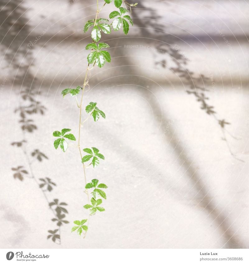 Wilder Wein, zart und grün mit anmutigem Schatten Pflanze Farbfoto Blatt Außenaufnahme Natur Sonnenschein Sonnenlicht Schattenspiel Ranke Jungfernrebe
