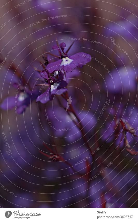gespenstisch blühende violette Veilchen Duftveilchen Viola Wildpflanze schottische Natur August blühende Veilchen violette Blüten violette Blumen geheimnisvoll