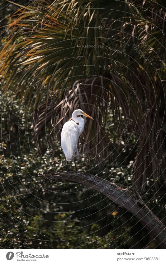 Watvogel auf einem Baum im Sumpf, weißer Silberreiher Reiher Vogel Myakka River State Park Sarasota Florida Natur weißer Vogel Tier Wildvogel Tierwelt