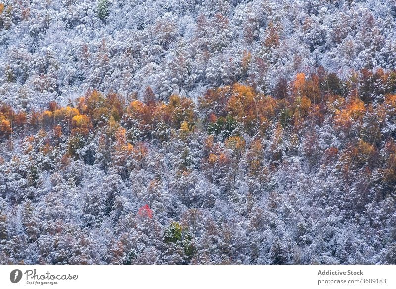 Herbstliche Bäume mit Schnee im Wald Baum Hügel kalt Natur malerisch Wetter Berghang Umwelt Saison Landschaft ruhig fallen friedlich Gelassenheit Windstille