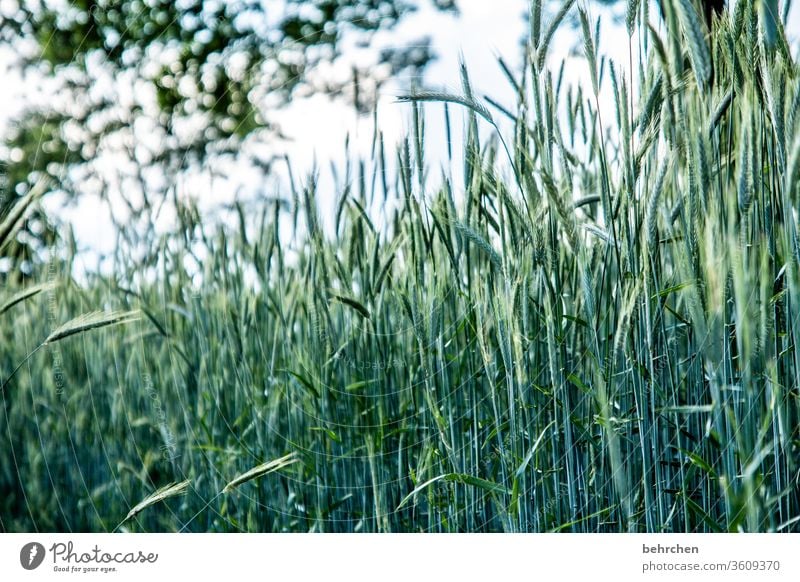 jeden tag nen korn ökologisch Granne Idylle idyllisch Ackerbau Außenaufnahme Ernte Menschenleer Landschaft Umwelt Nutzpflanze Pflanze Ernährung Lebensmittel