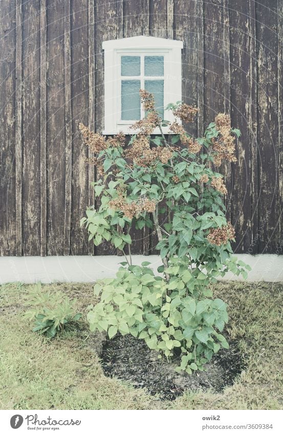 Verblüht Pflanze verblüht Strauch Flieder Frühling Blüten Blätter Haus Holz alt Fassade Fenster einfach Wiese Vergänglichkeit Vergangenheit Außenaufnahme