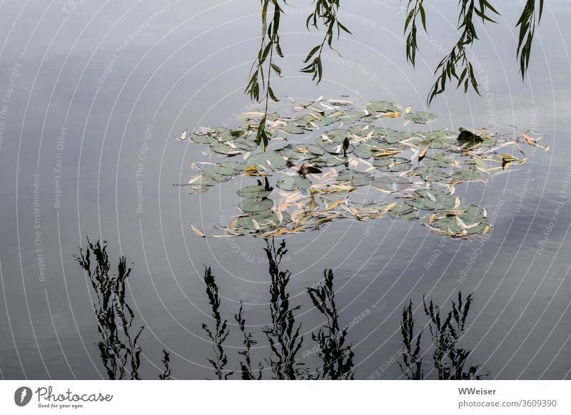 Seerosenblätter im See und hängende Zweige mit Spiegelung Wasser Reflexion Blätter Teichrose Weide Trauerweide herbstlich melancholisch meditativ ruhig still