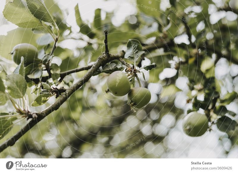 Apfelbaum mit kleinen Früchten Ast Frucht Jahreszeit Nahaufnahme Obst Obstanbau Obstplantage detail detailaufnahme ernte essen grün landwirtschaft nachhaltig
