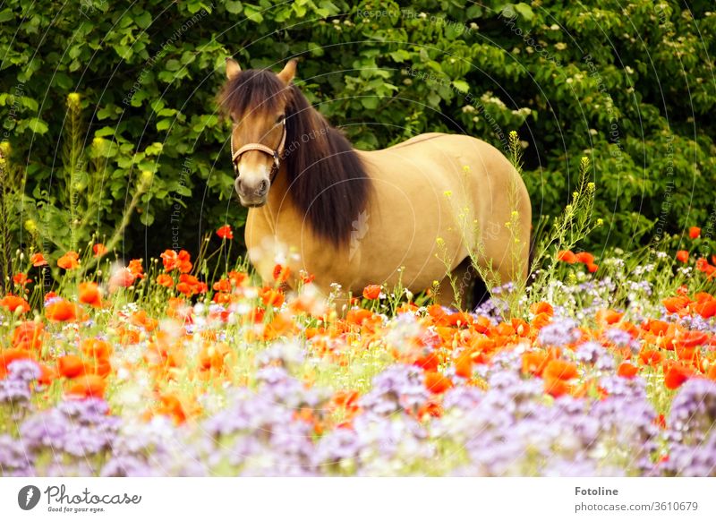 Mo(h)ntagspony - oder ein Schottisch Highland Pony steht auf einer bunten Blumenwiese und schaut mich neugierig an. Rasse Farbfoto wild Pferd Umwelt Natur