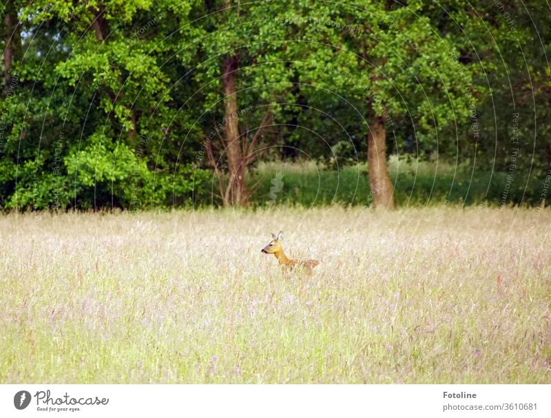 Bambi - oder ein Reh steht in hohem Gras und wittert Gefahr Wildtier Tier Außenaufnahme Farbfoto 1 Natur Menschenleer Tag Umwelt natürlich Wiese Landschaft