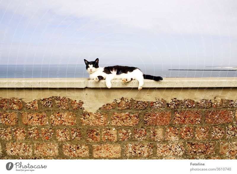 Auf der Mauer, auf der Lauer... - oder eine schwarz/weiße Katze liegt auf einer Mauer am Meer und lässt sich von der Sonne verwöhnen katzenhaft Haustiere Fell