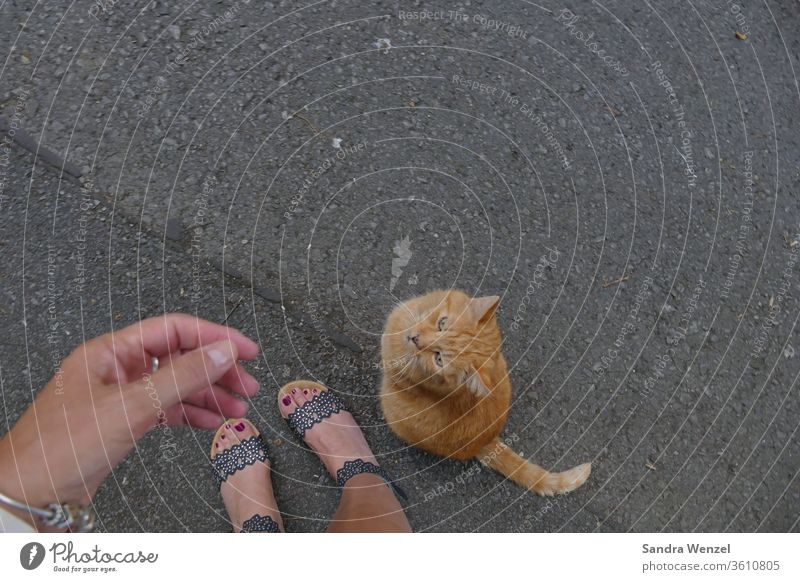 Nachbarskater "Benny" Katze Kater Vertrauen LIebe TIerliebe Katzenhaltung Fütterung Verständnis Unterhaltung Zuneigung Tierbesitzer