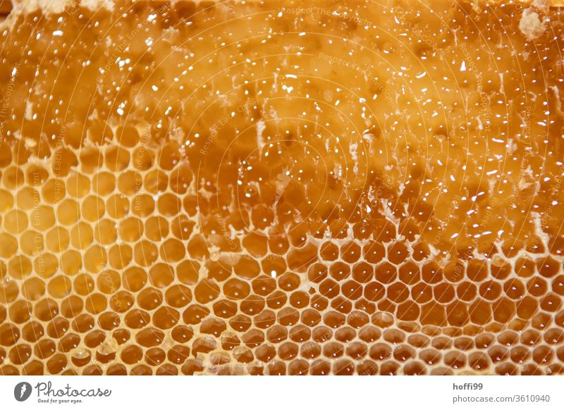 geöffnete Honigwabe mit Rapsanteilen vor dem Schleudern Imkerei imkern Honigproduktion ökologischer landbau Honigbiene Lebensmittel Gesundheit Sommer Bienenkorb