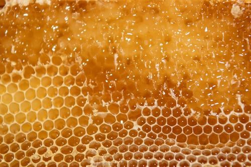 geöffnete Honigwabe mit Rapsanteilen vor dem Schleudern Imkerei imkern Honigproduktion ökologischer landbau Honigbiene Lebensmittel Gesundheit Sommer Bienenkorb